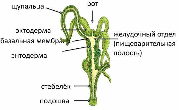 Ссылки даркнета